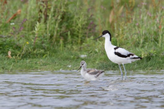 avocette-elegante-3-1