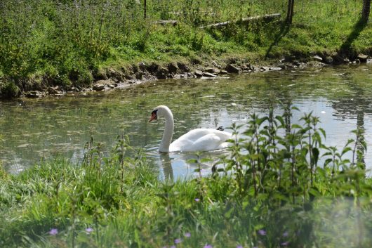 fruges-un-cygne